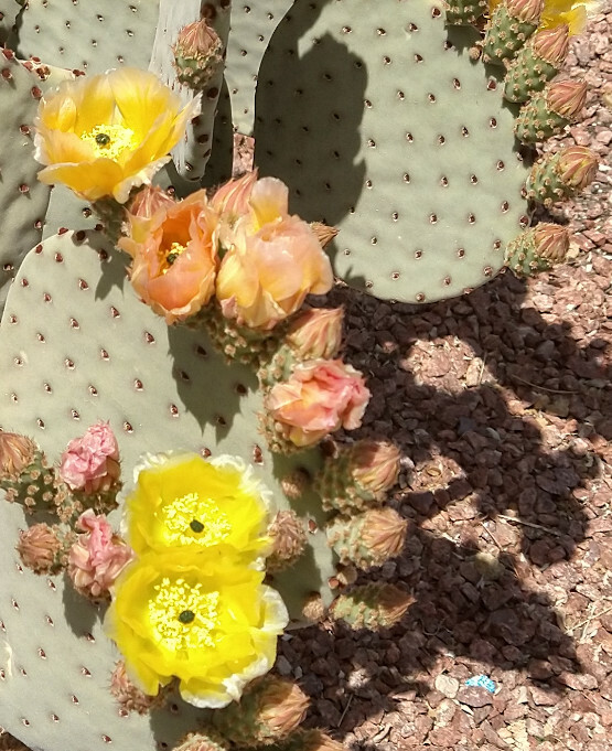 Opuntia rufida Clock Face Cold Hardy Cactus 1 Pad