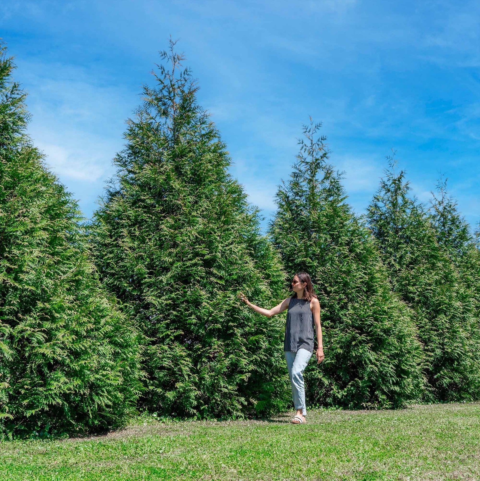 Perfect Plants Thuja Green Giant 3 Gallon Live Evergreen Tree For Landscaping