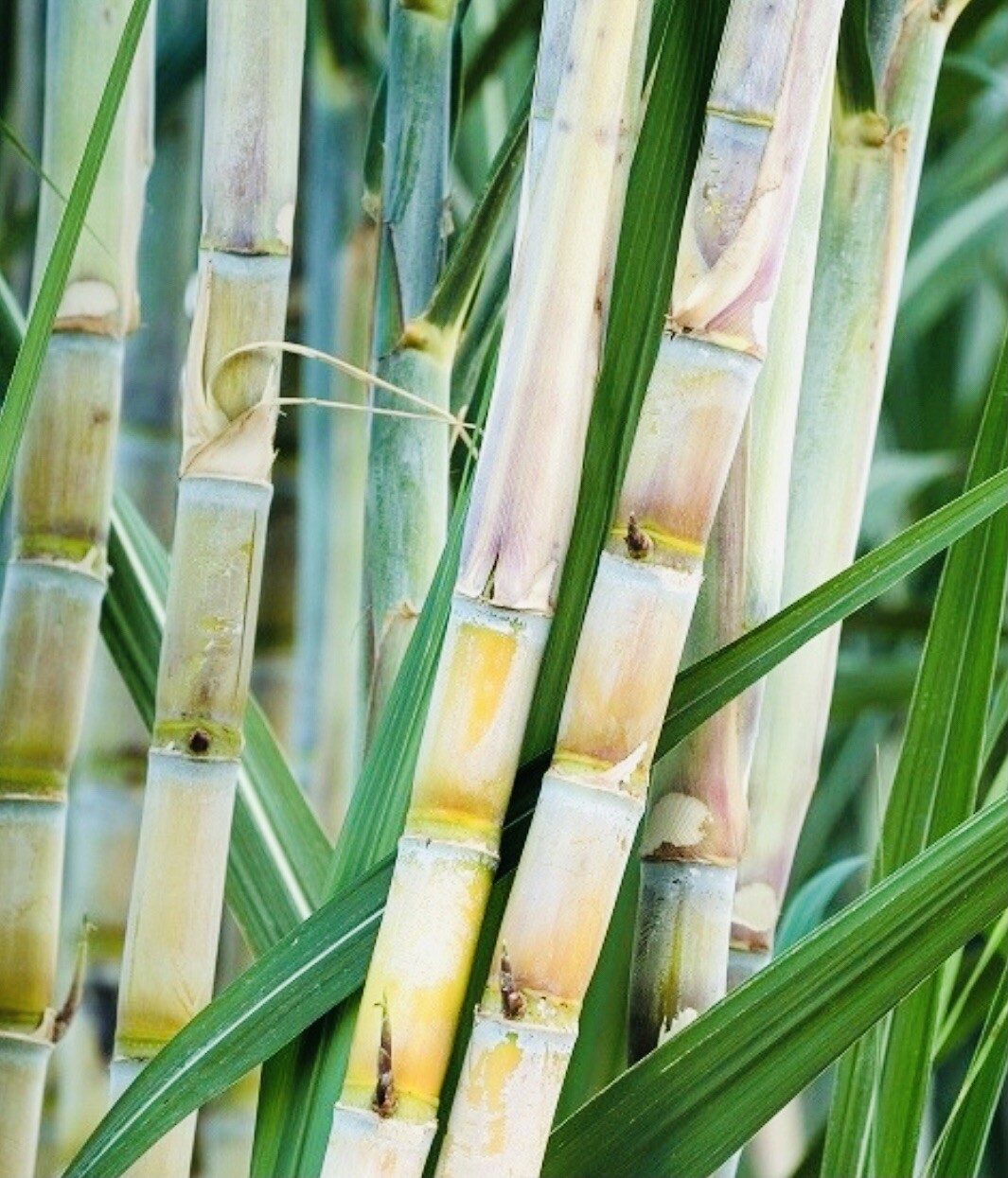 FRESH CUT SUGAR CANE STICKS (8 LBS) GREEN OR PURPLE NON GMO FREE SHIPPING
