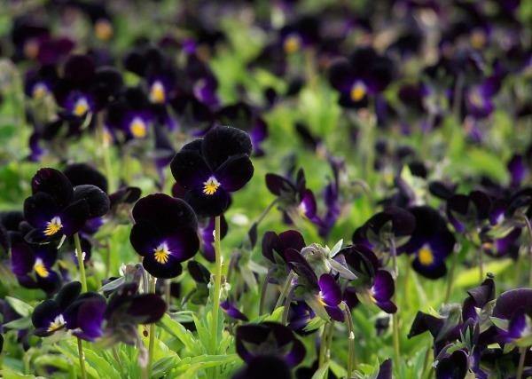 Viola cornuta ‘Bowles Black’ | Bowles Black Viola | 10 Seeds
