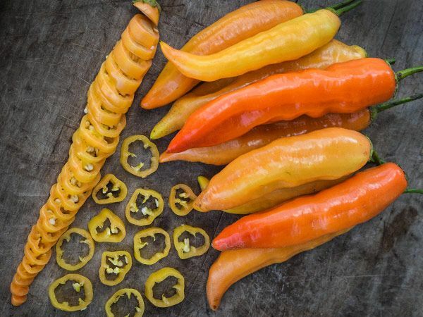 RARE✿ Heirloom Aji Crystal Hot Pepper 15 Seeds ● Versatile Chili