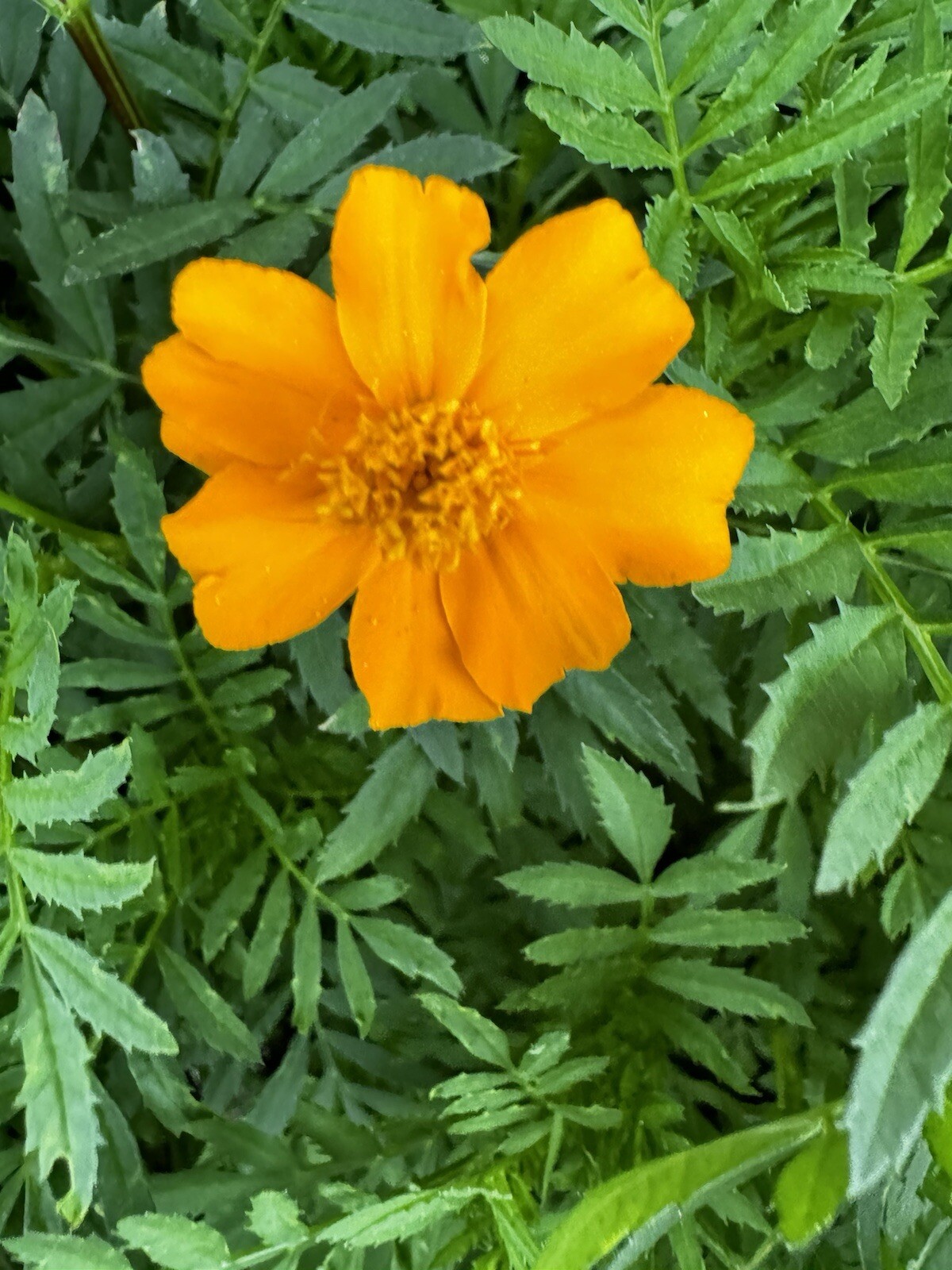 French Marigold Sparky Mix, Beautiful Colors, Garden Pest Deterrent, 1 Cup