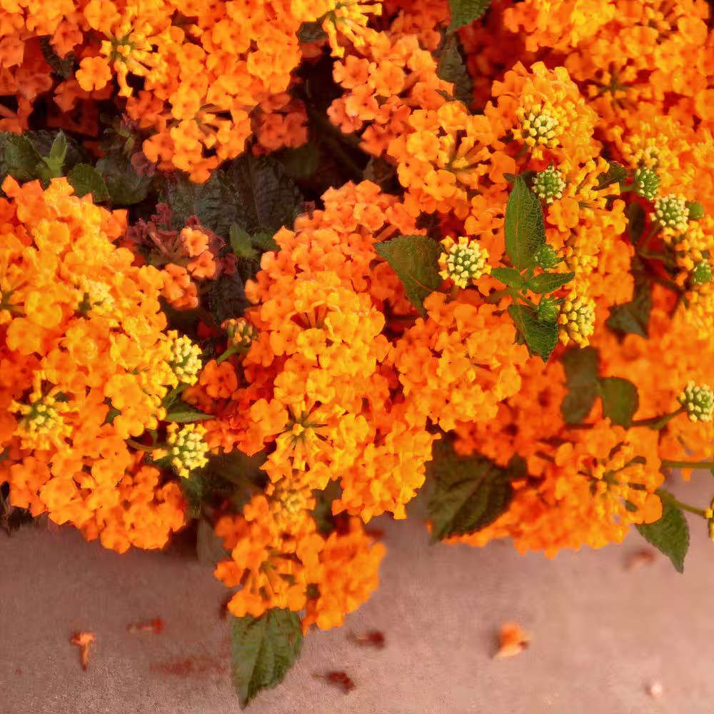4 In. Lucky Flame Lantana Plant with Orange Flowers (3-Pack)