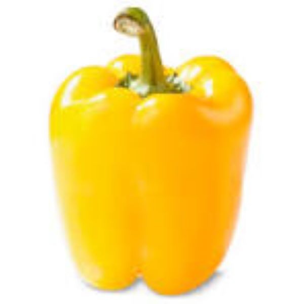 50 + Big Organic RED ORANGE YELLOW GREEN* Bell SWEET Pepper Seeds MIXTURE