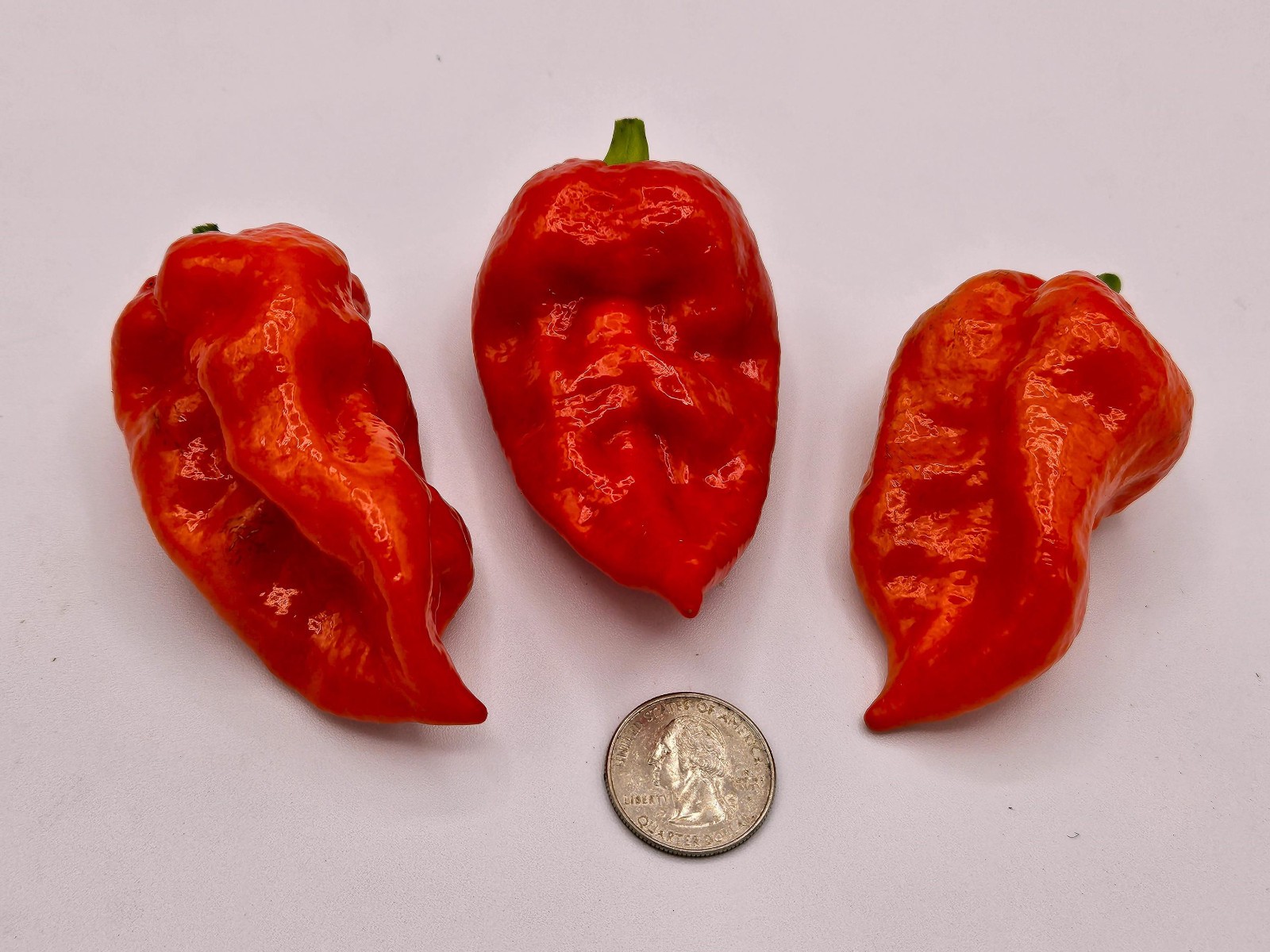 Piranah “Red” Hot Pepper Seeds. 10 Seeds per order. Free Shipping!