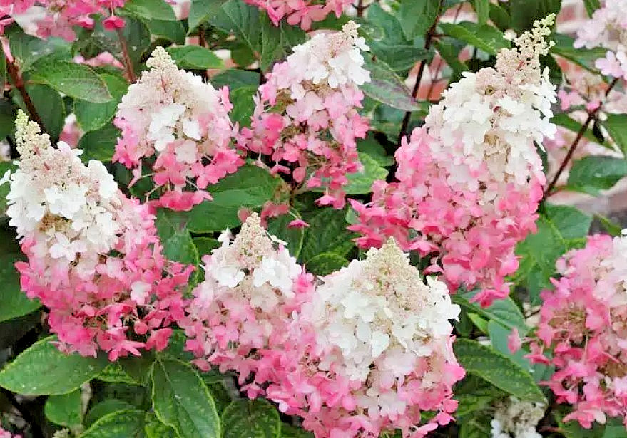Pinky Winky Hydrangea Live Plant – 6-12″ Tall – 1 Quart Pot – Dwarf – Zones 5-9