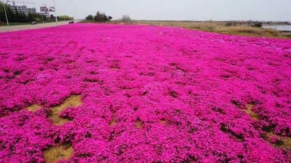 Thyme Seeds 2000 Mix Red Creeping Seeds for Planting- Wooly Thymus Dwarf-Elfi…