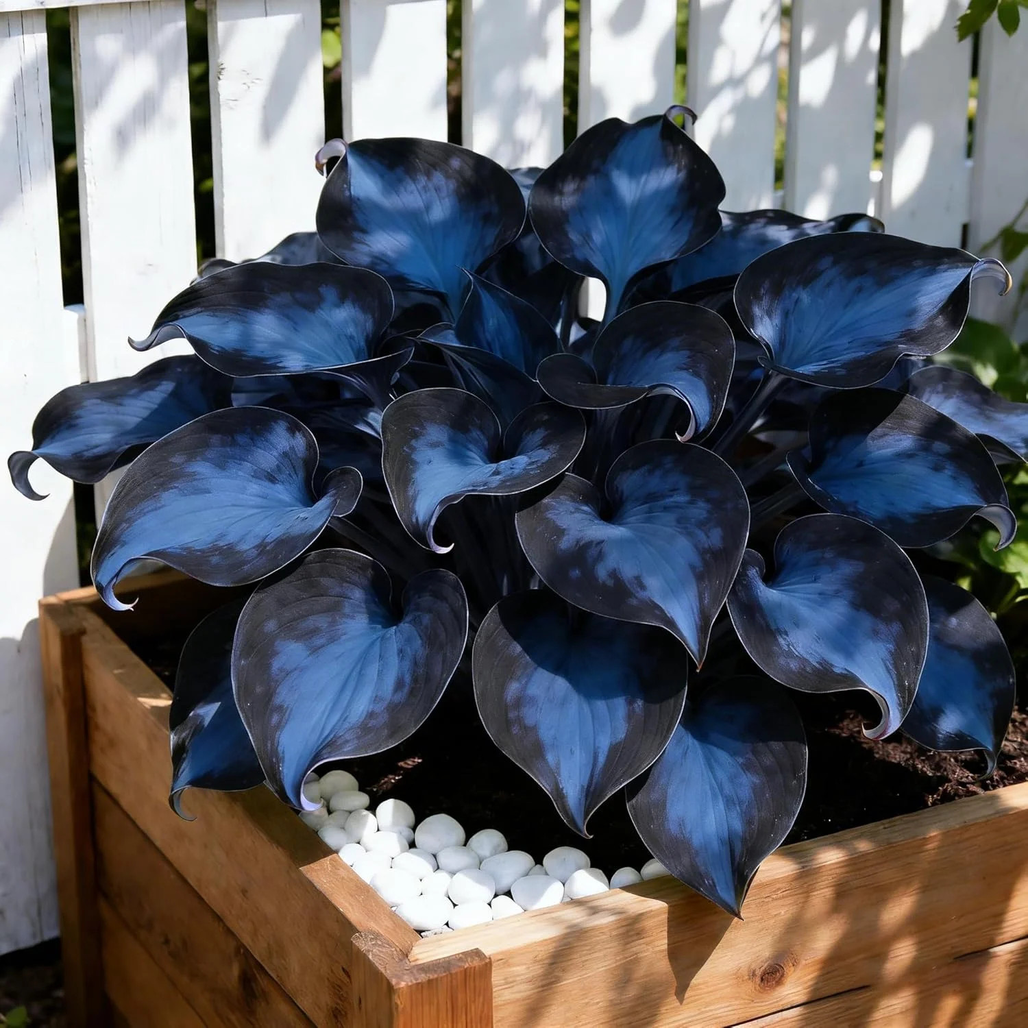 200+ Hosta Seeds for Planting, Mixed Rare Perennial Hosta Seed, Attract Pollinat