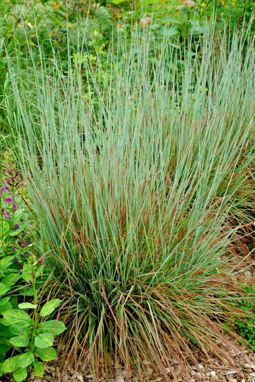 500+ LITTLE BLUESTEM Seeds Native Prairie Grass Ornamental Perennial Fall Colors