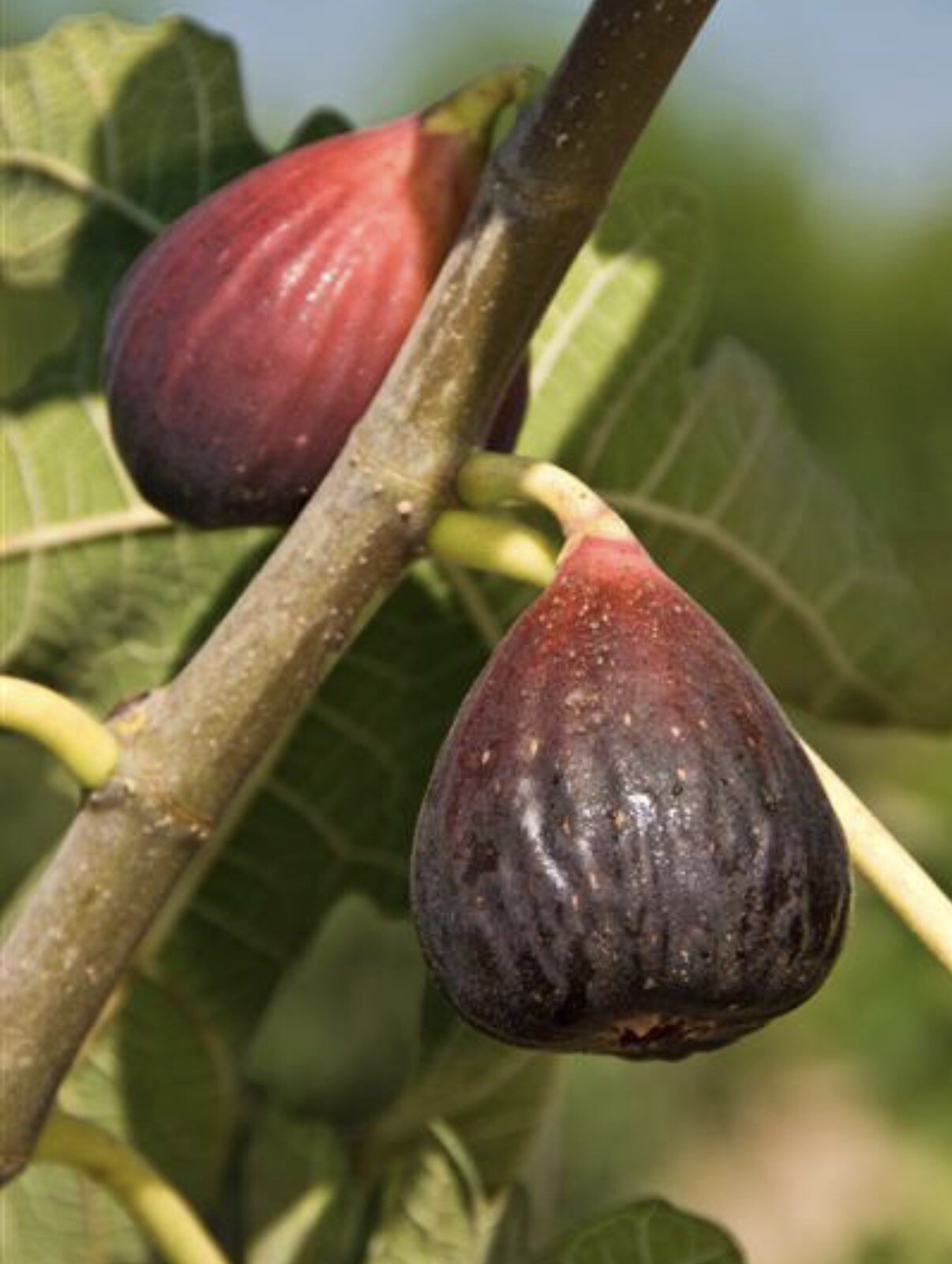 Brown Turkey Fig Tree – Air Layered, 1-2 Ft Tall, In 5 Gallon Pot