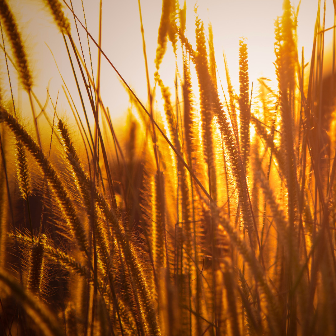 Fresh Yukimochi Rice Seeds | Short Grain | Heirloom Non-GMO | Grain Seeds