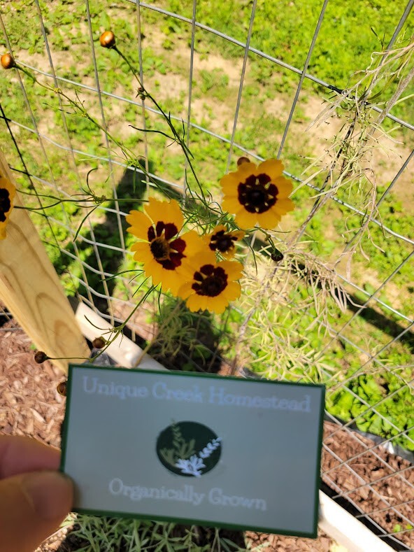 Plains Coreopsis Seeds Organic At Unique Creek Homestead Certified