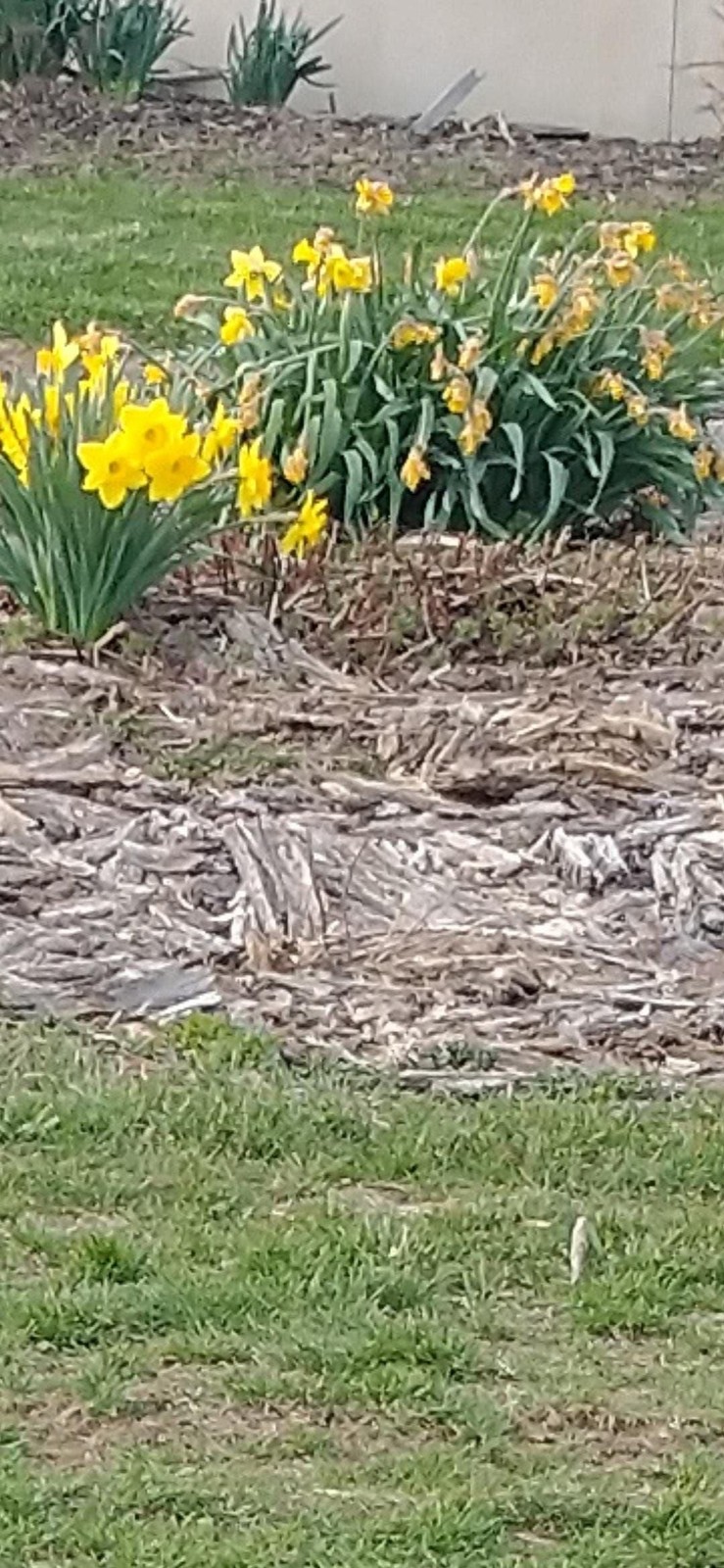 Bright Yellow Daffodil 5 bulbs Perennial Bare Root Live Plant
