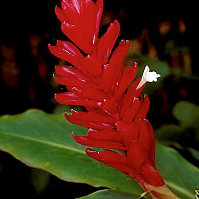 Dwarf Red Ginger – Alpinia purpurata – Live Plant