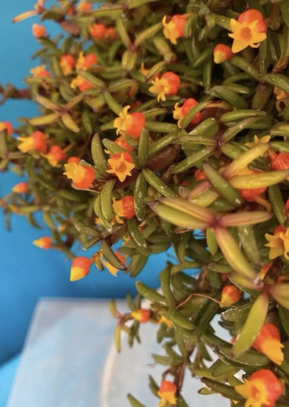 Mediocalcar decorata Orange Yellow Prolific Bloomer BS Orchid Species 5” Pot