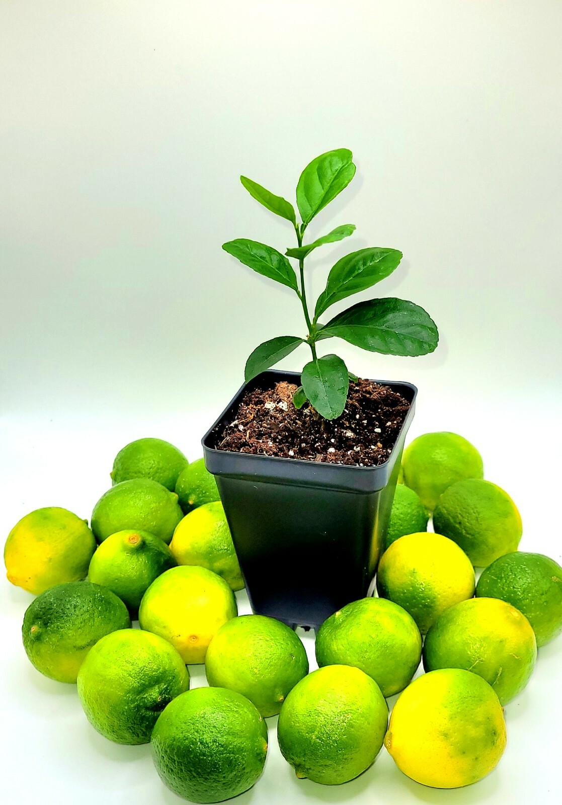 Healthy key lime seedlings, 3-5 inches tall