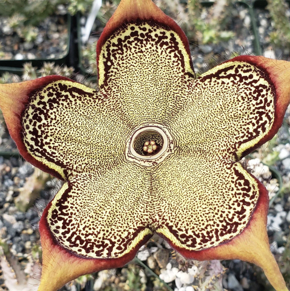 Edithcolea grandis 4″ Persian Carpet Flower Rare Starfish Succulent Plant