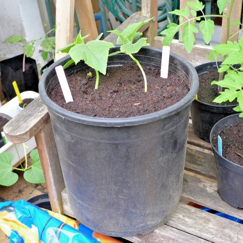 31+Muncher CUCUMBER Seeds Organic Summer Vegetable Garden Patio Container Easy