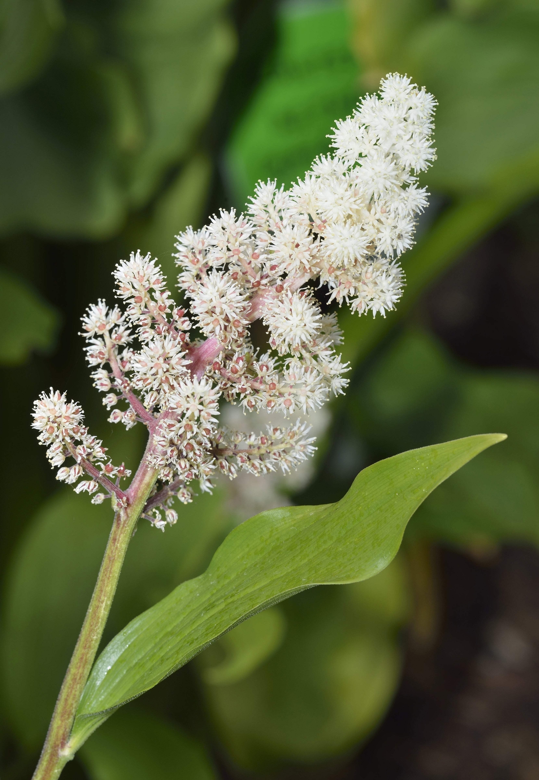 10 SOLOMON’S SPIKE White Western False Seal Maianthemum Racemosum Flower Seeds