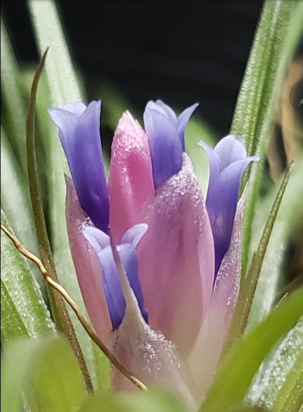 2 Year Supply Air Plant Food, Fertilizer For Beautiful Tillandsia