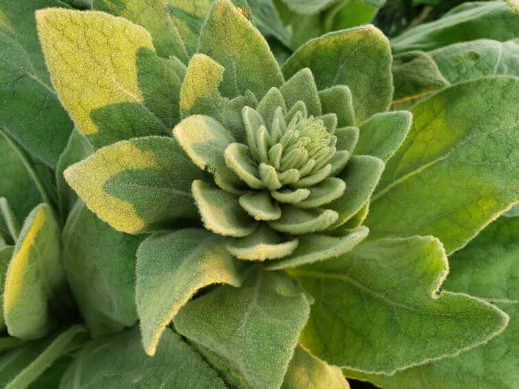 Common Mullein Seed ~ Verbascum thapsus ~ 300 to 200,000 seeds ~ 4 ounce bulk