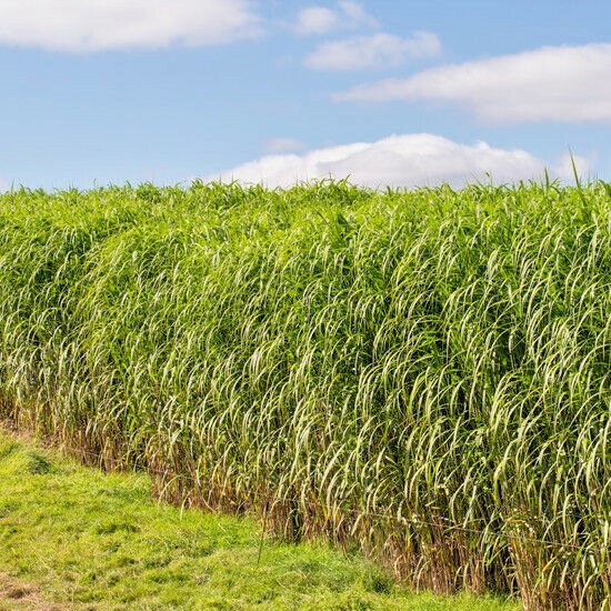 1001+SWITCHGRASS Seeds Native Tall Grass Prairie Ornamental Perennial Fast Easy