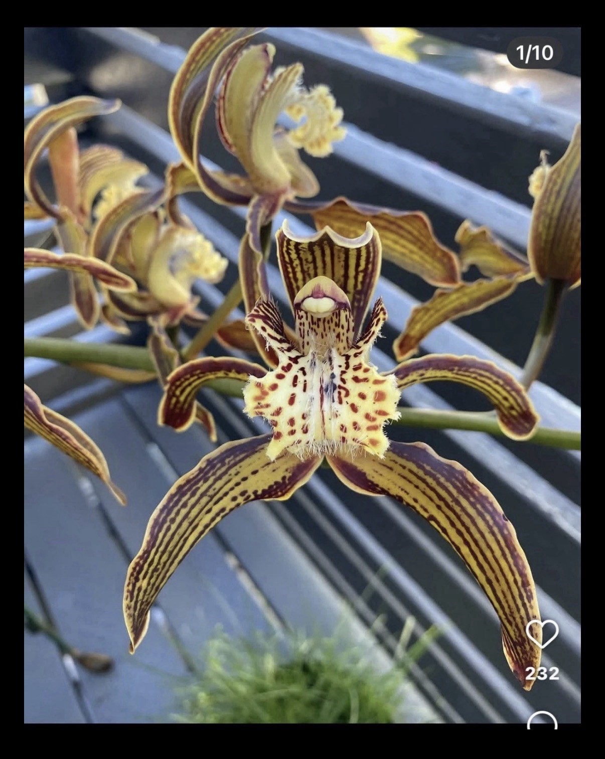 Cymbidium tracyanum ‘Tiny Jungle Tony’ HCC/AOS Fragrant Orchid Species 5.5” Pot