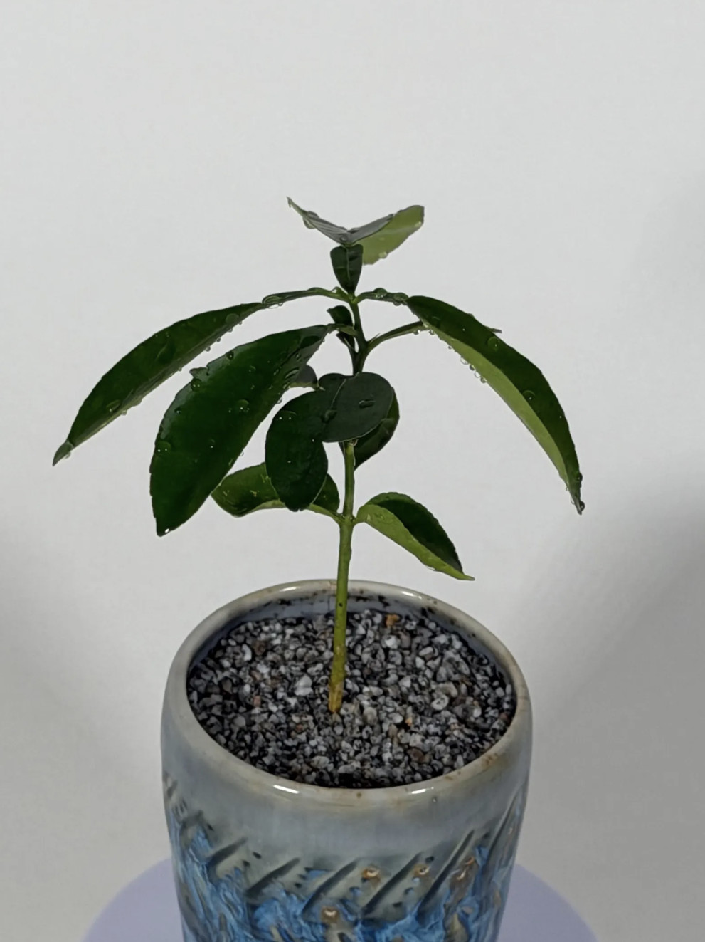 Live Citrus Tree Seedling 5” Rooted Plant Indoor Patio Citrus Starter