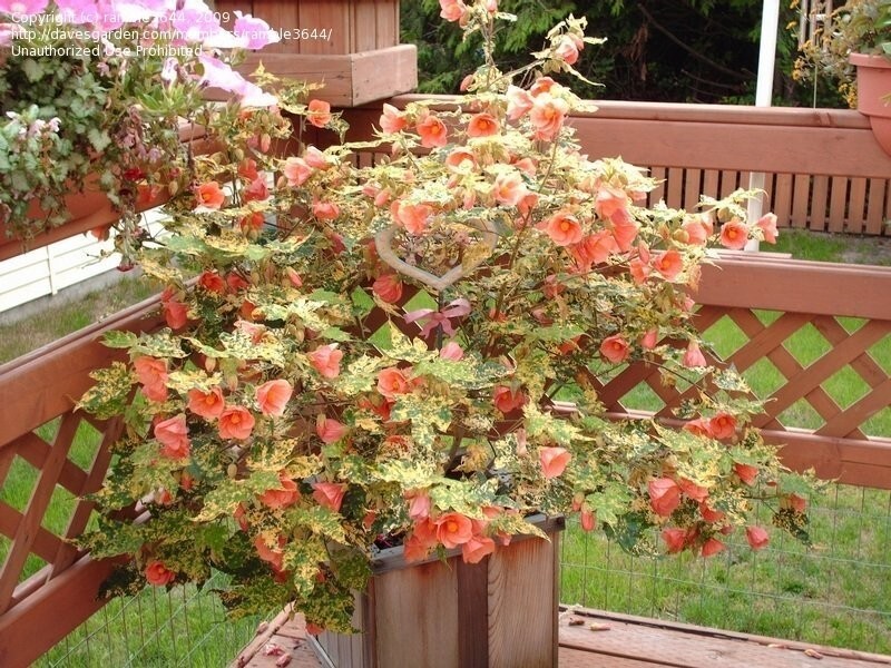 Thompsonii Variegated Peach Abutilon Flowering Maple SMALL ROOTE STARTER Plant