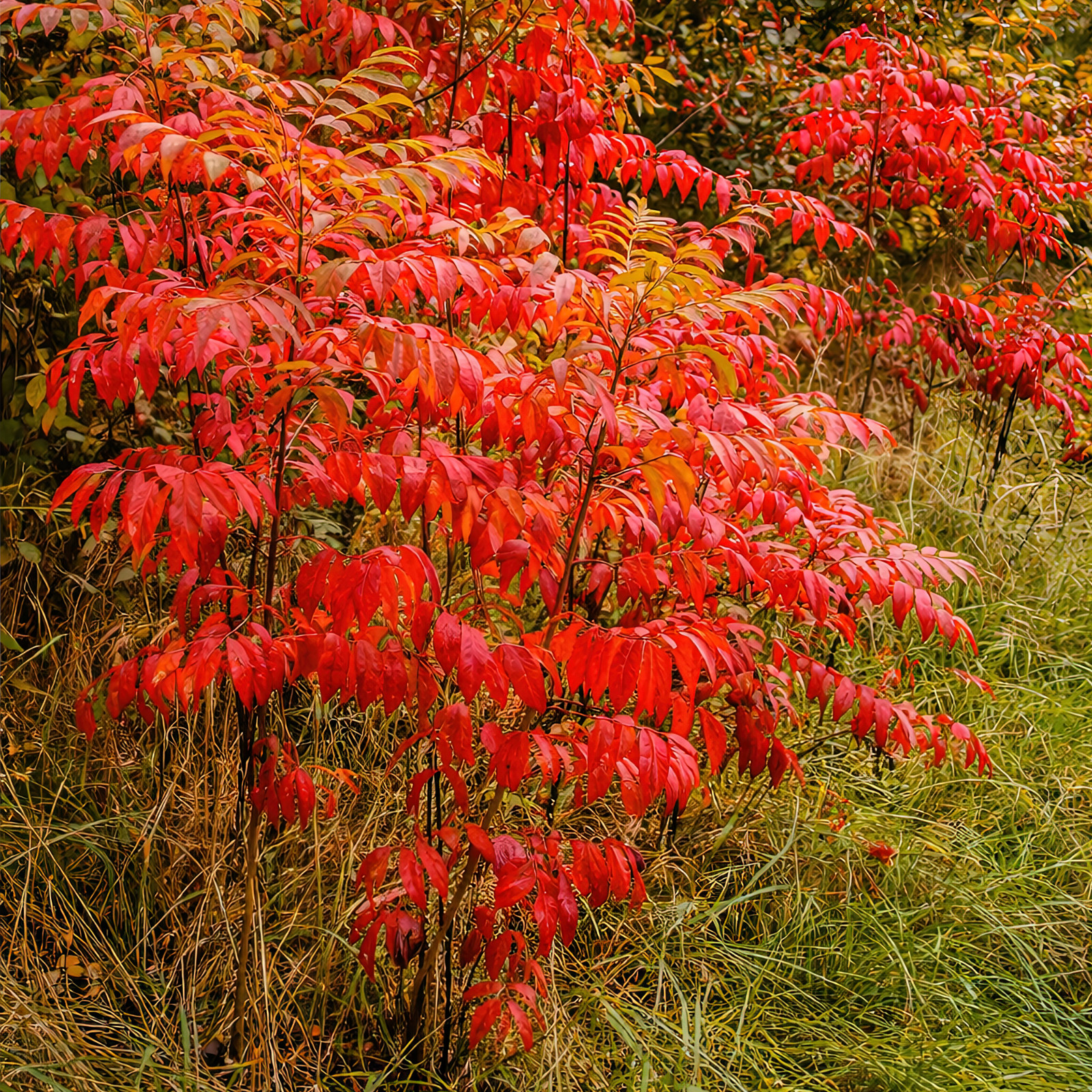 500 Flameleaf Sumac Tree Seeds (Rhus copallinum) Winged Sumac – Zones 4-9 USA