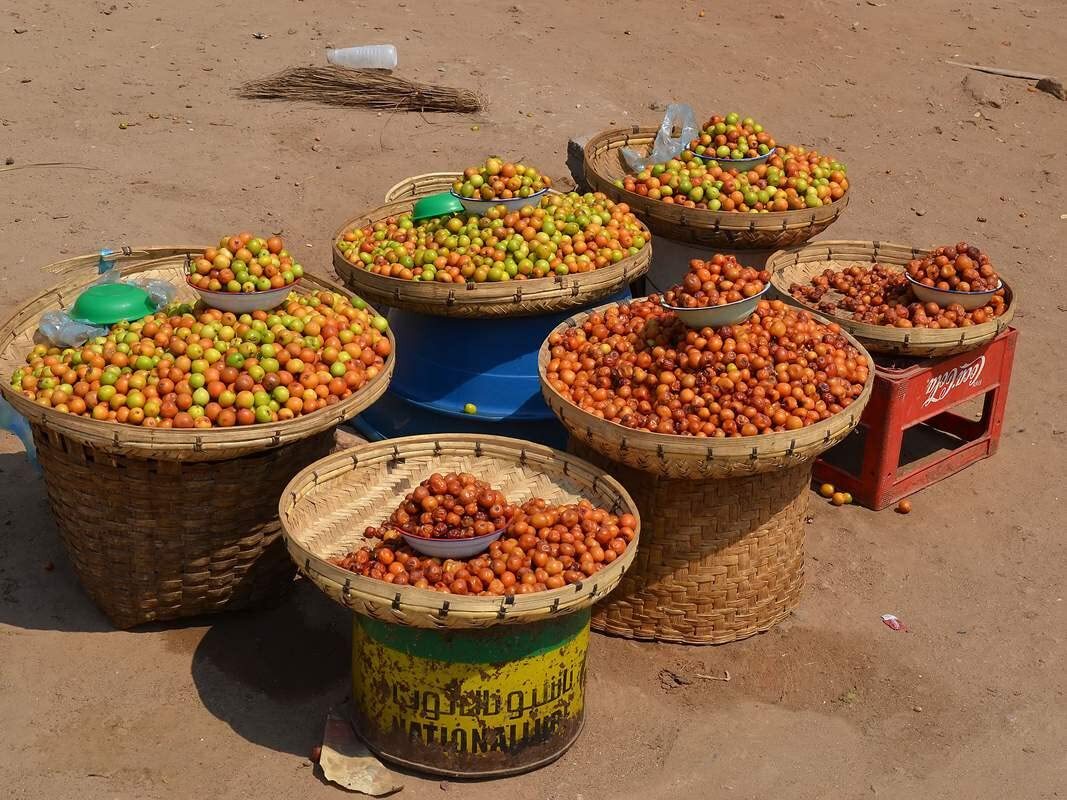Indian Jujube Seeds for Planting – 10 Seeds – Ziziphus mauritiana, Chinese Date