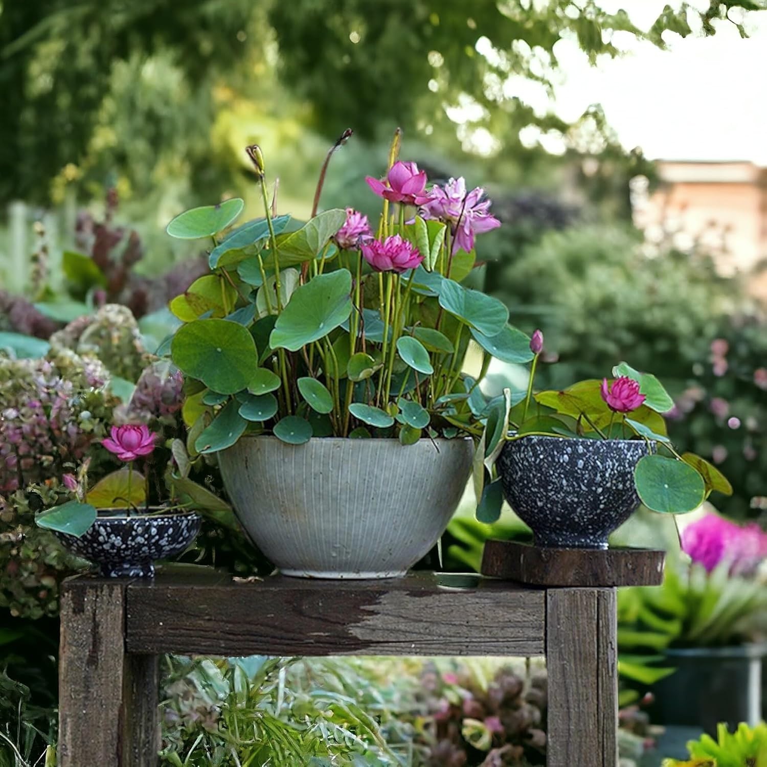 20pcs Mixed Pink, Red & Green Color Bowl Lotus Seeds for Planting Beautiful W…