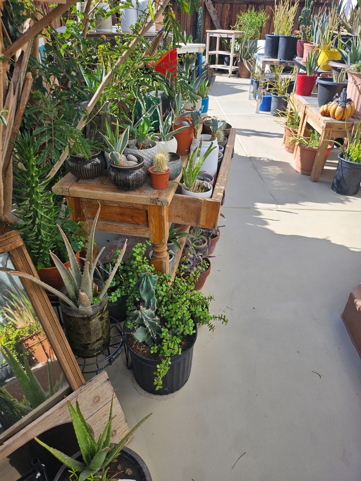 Cactus / Succulents / Agave / Firesticks / Pencils Sticks / Fox Tail!!