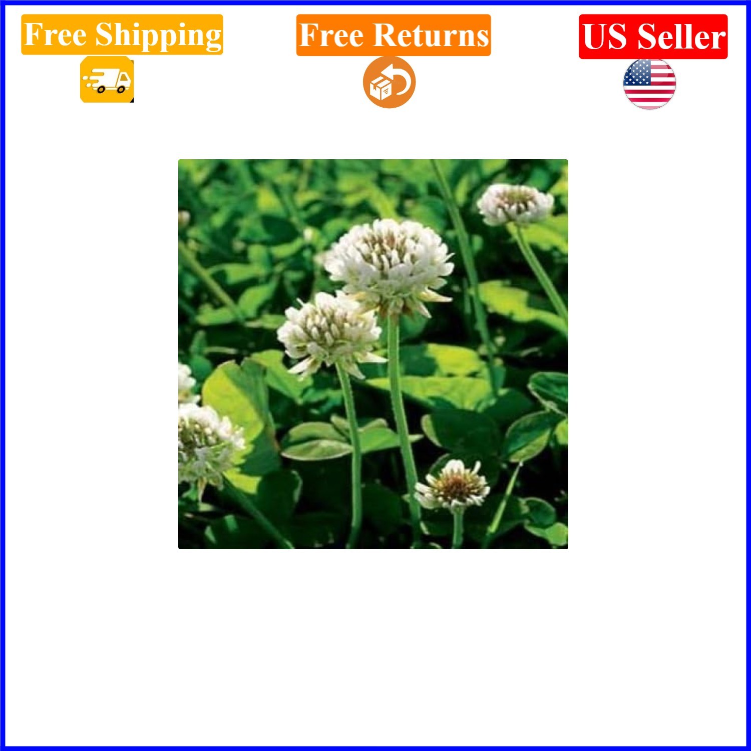 White Dutch Clover Seed 2 lbs Nitcoated For Lawns, Erosion, Pollinators