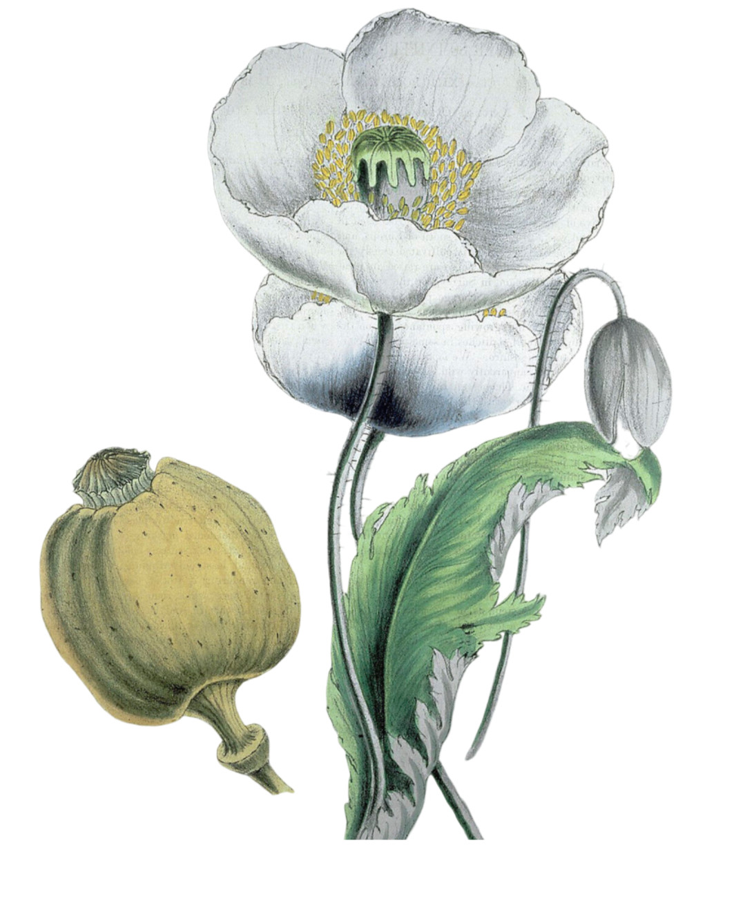 1,000 Amphora Poppy Seeds –P. Somniferum – Stunning Frilly White and Pink Petals