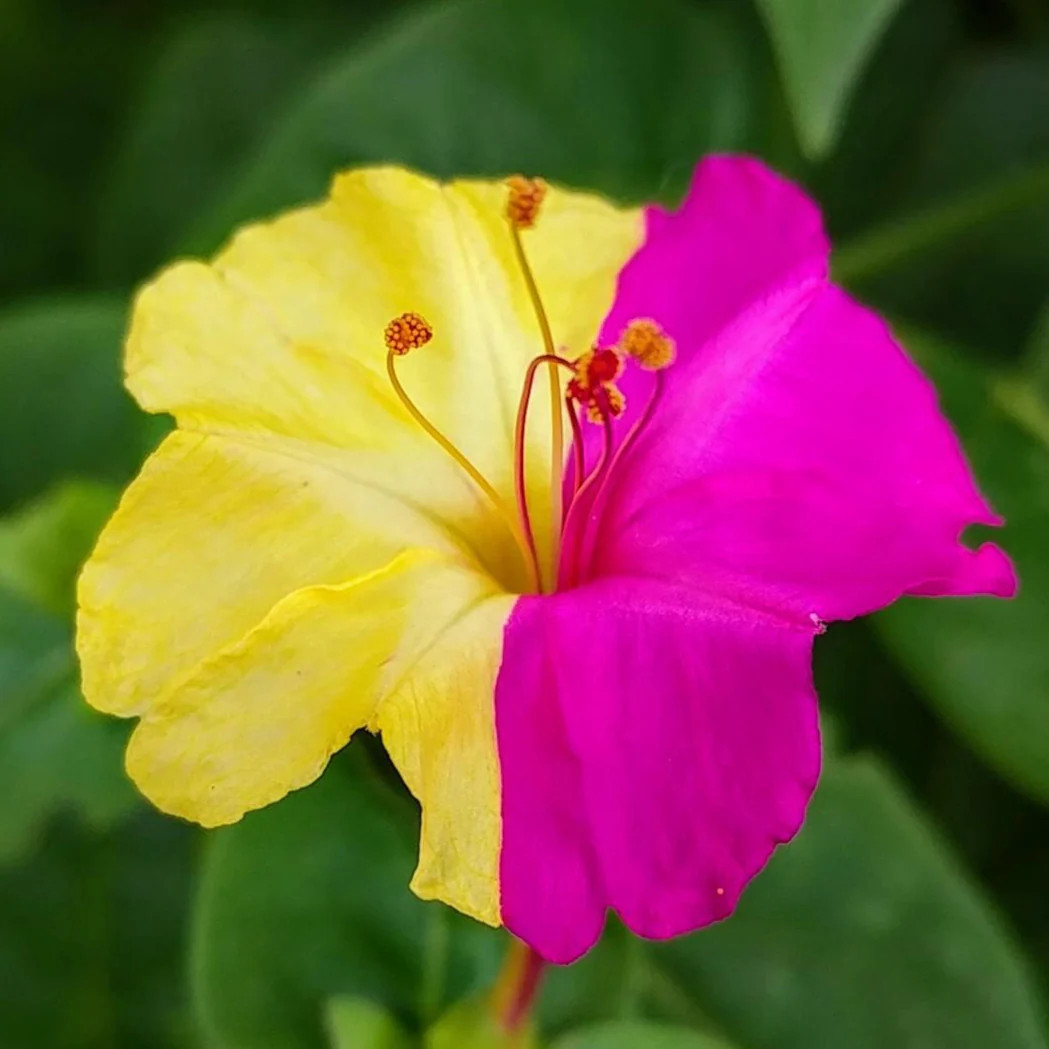 Marvel of Peru Four O Clock Seeds | Color Changing Rainbow Mix Flower Seed 2025