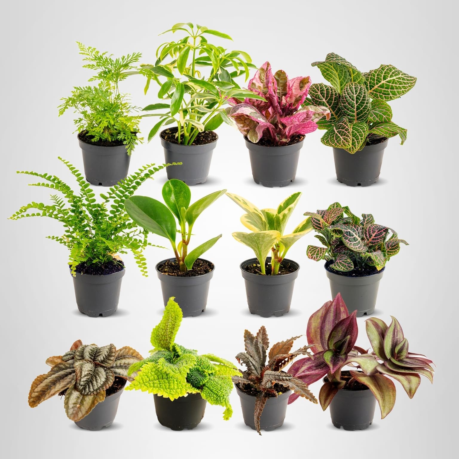 12-Pack Mini Live Indoor Houseplants – Assorted Foliage, Tiny Plants for DIY Ter