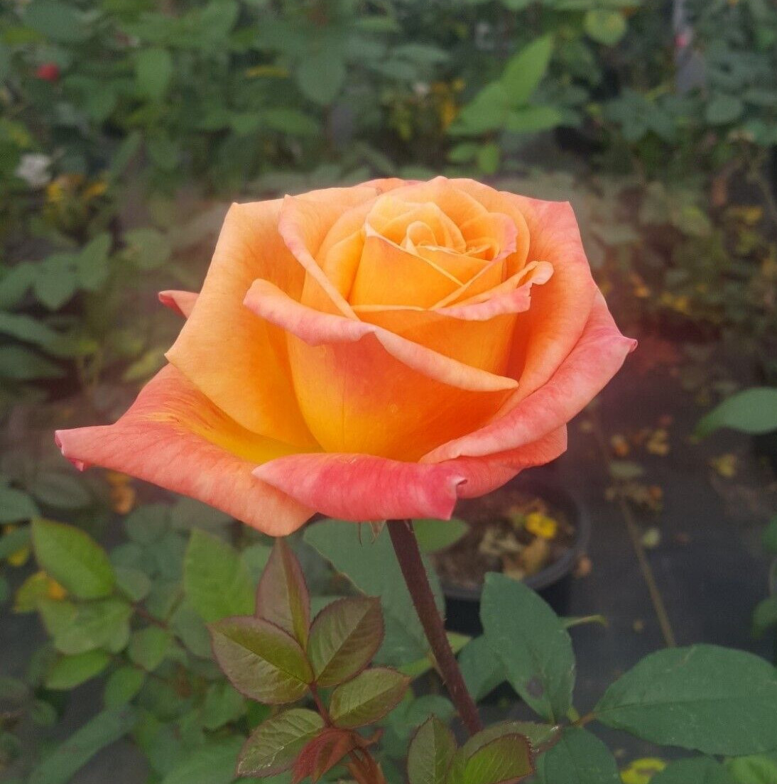 ARIZONA ROSE Orange Yellow 2 Gal Live Bush Plants Grandiflora Plant Fine Roses