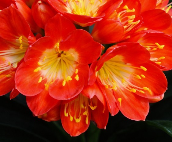 Clivia Noscot x (Nakamura x Fred Gibello) 4-5 leavesl One plant
