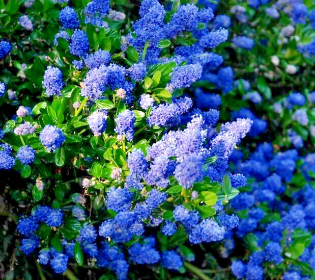 Ceanothus CALIFORNIA LILAC 3 Unrooted 6″ Live Flower Plant Cuttings Shrub Bush