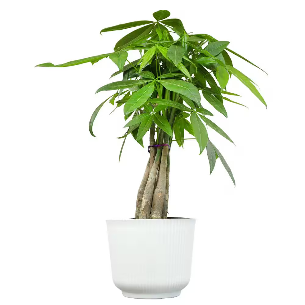 Money Tree Houseplant (Approximately 20 In. Tall) Pet-Friendly Plant Gift in Whi