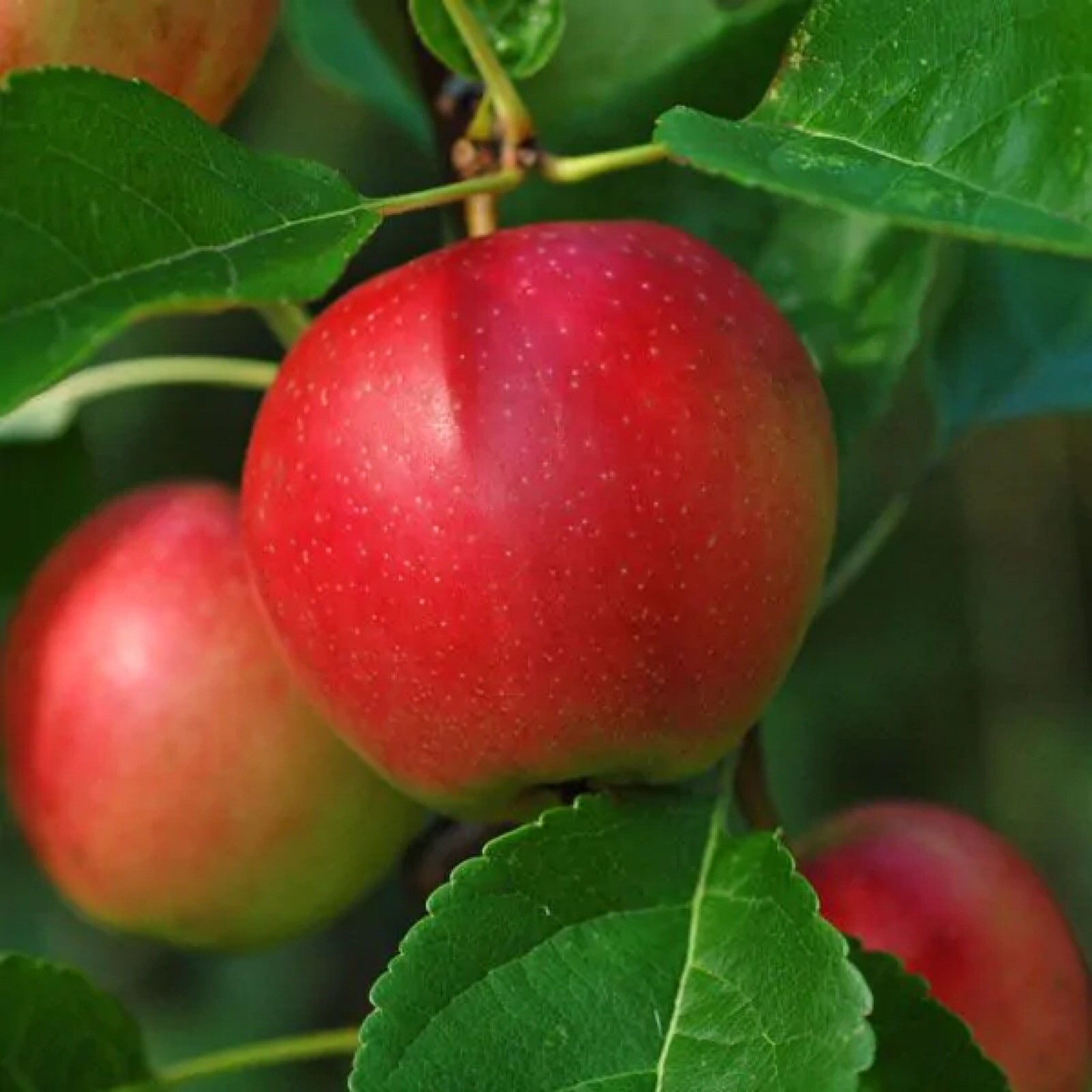 Early Summer Red Apple (Organic) 1 year old grafted tree