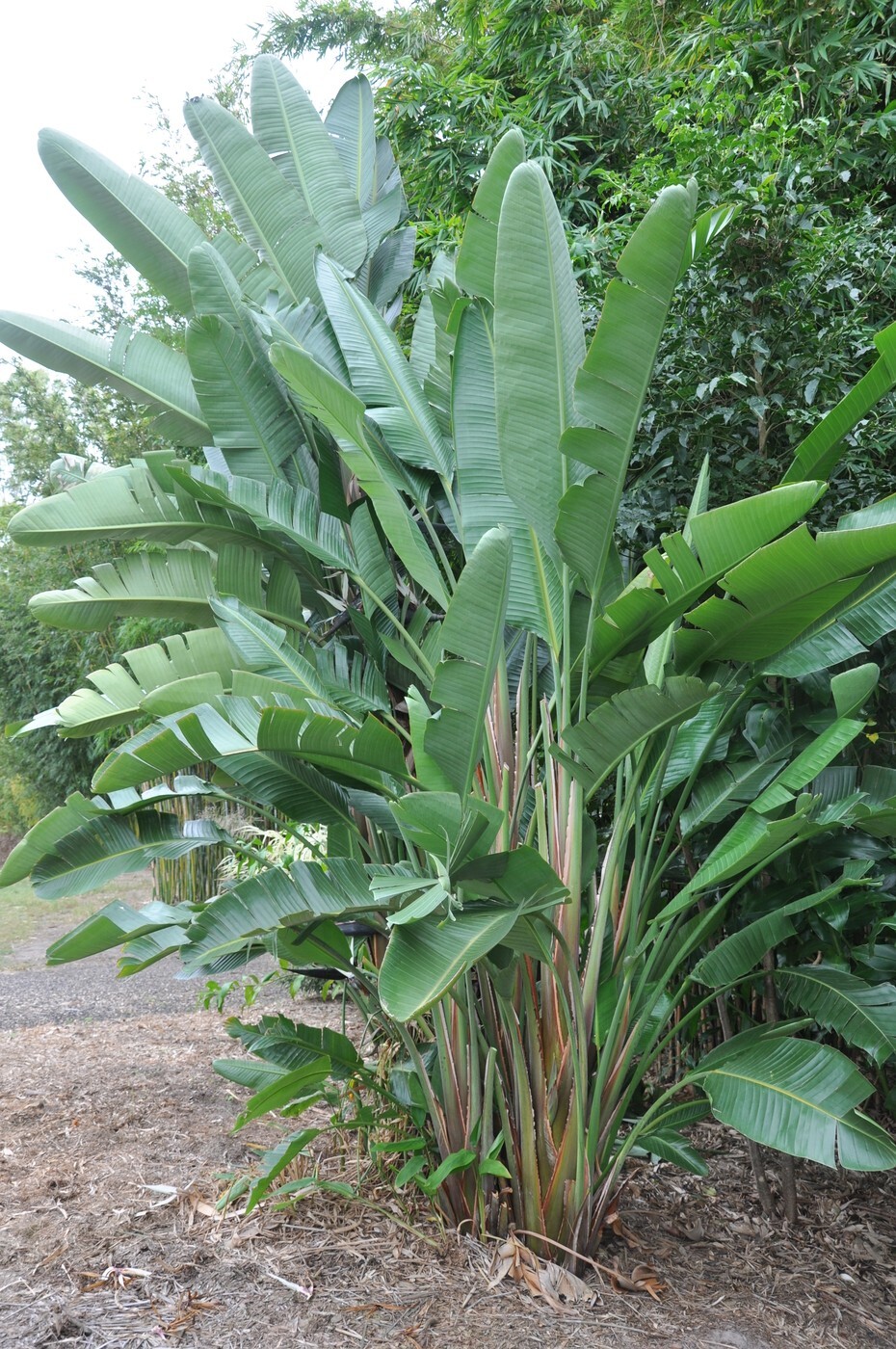 Orange Bird of Paradise~Strelitzia Reginae~ROOTED PLANT~10-12 Inches Tall