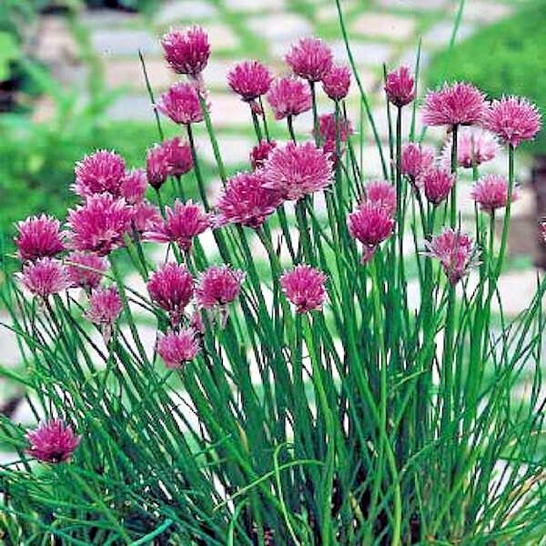 401+CHIVES Seeds Herb Green Onion Spring Fall Vegetable Garden Patio Container