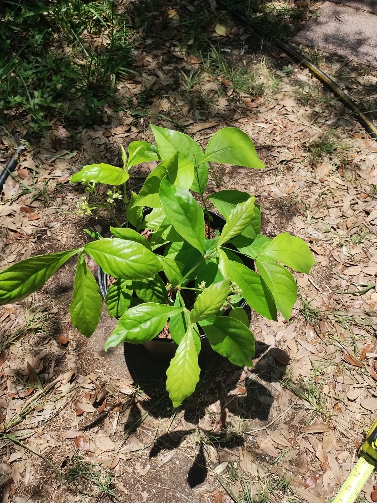 2 Plant Combo South American Psychotria V. And B. Caapi Plant In Same Pot # 1