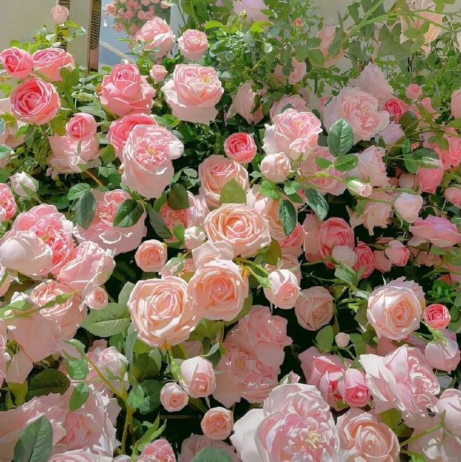 Carpet Creeping 150 Mix Climbing Rose Seeds For Planting Outdoors-Perennial