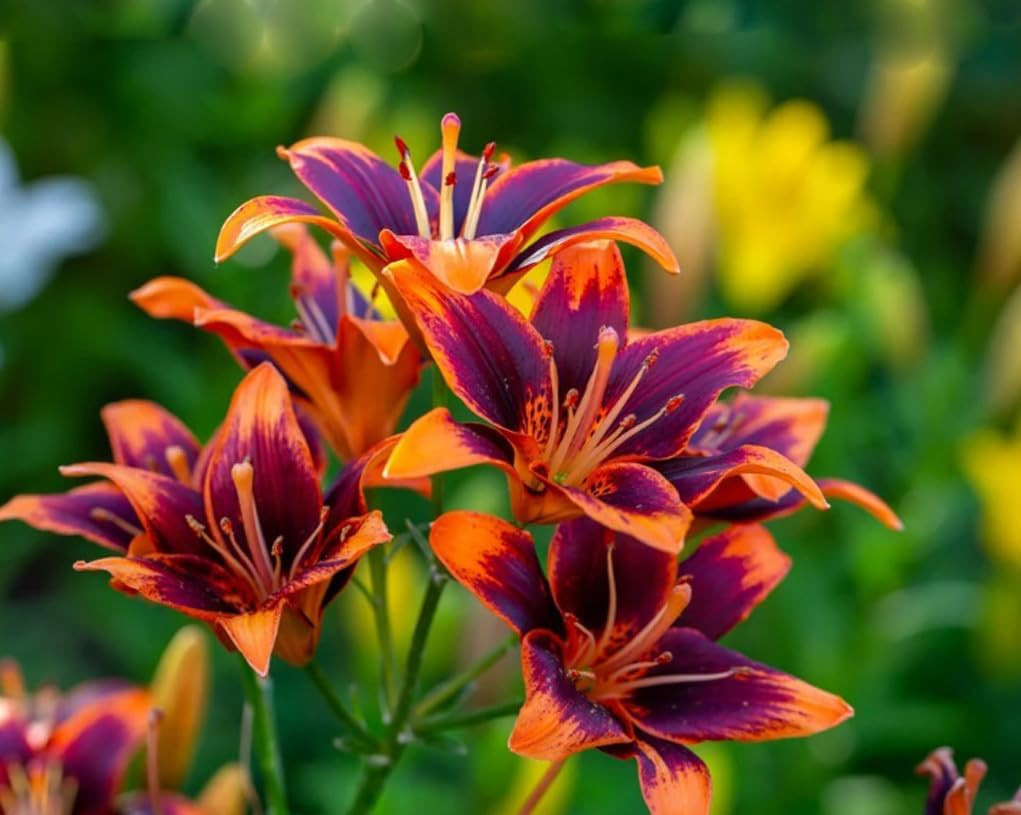 50PCS Mixed Color Daylily Hemerocallis Seeds Day Lily Fine Flower Seeds