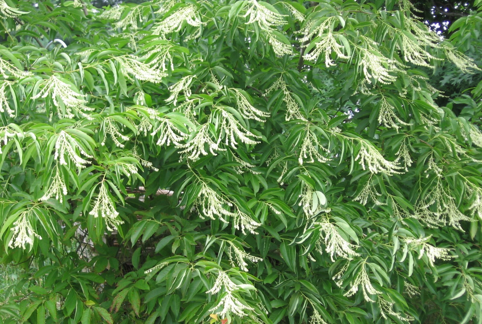 Oxydendrum arboreum Sourwood Lily of the Valley tree 10 seeds