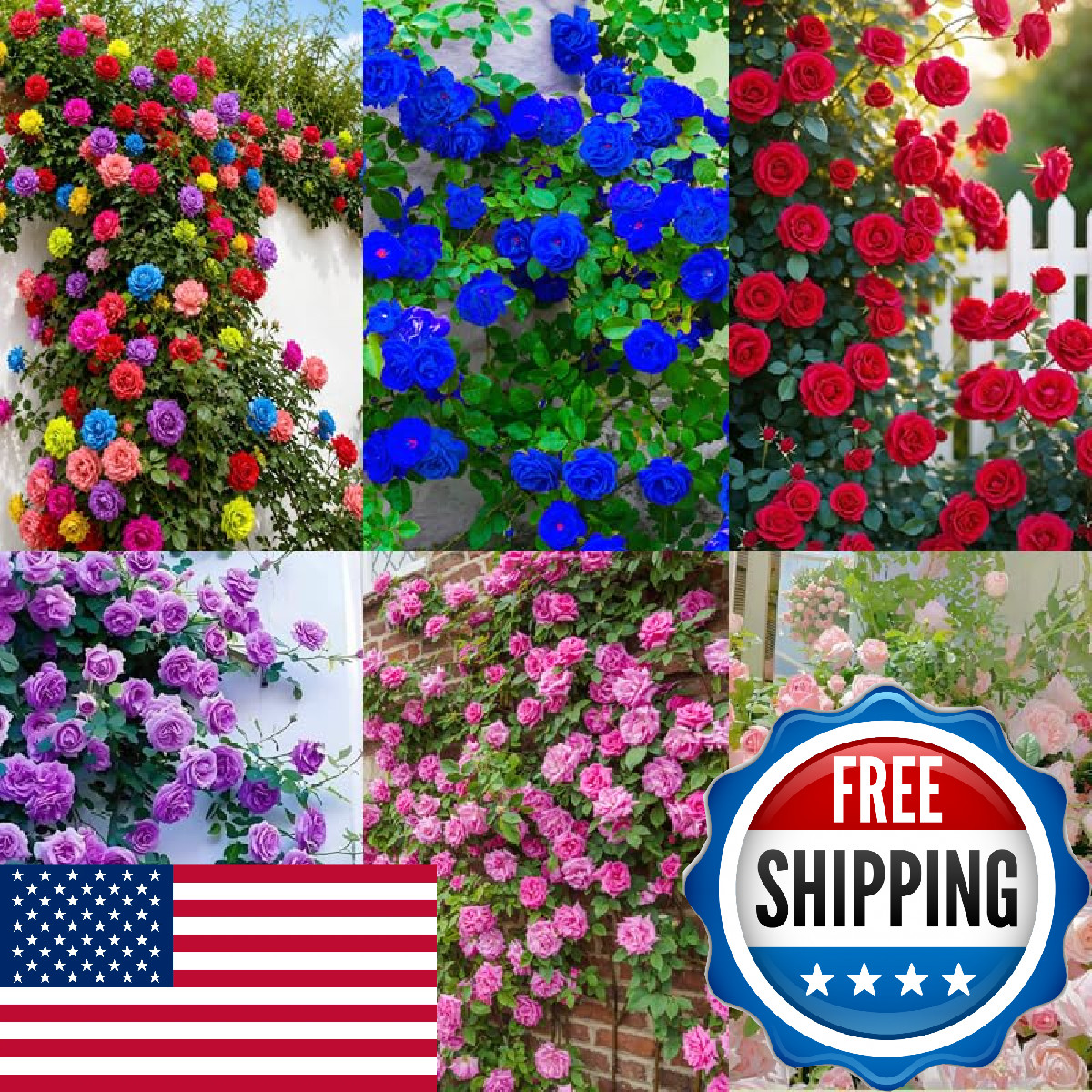 Carpet Creeping 150 Mix Climbing Rose Seeds For Planting Outdoors-Perennial