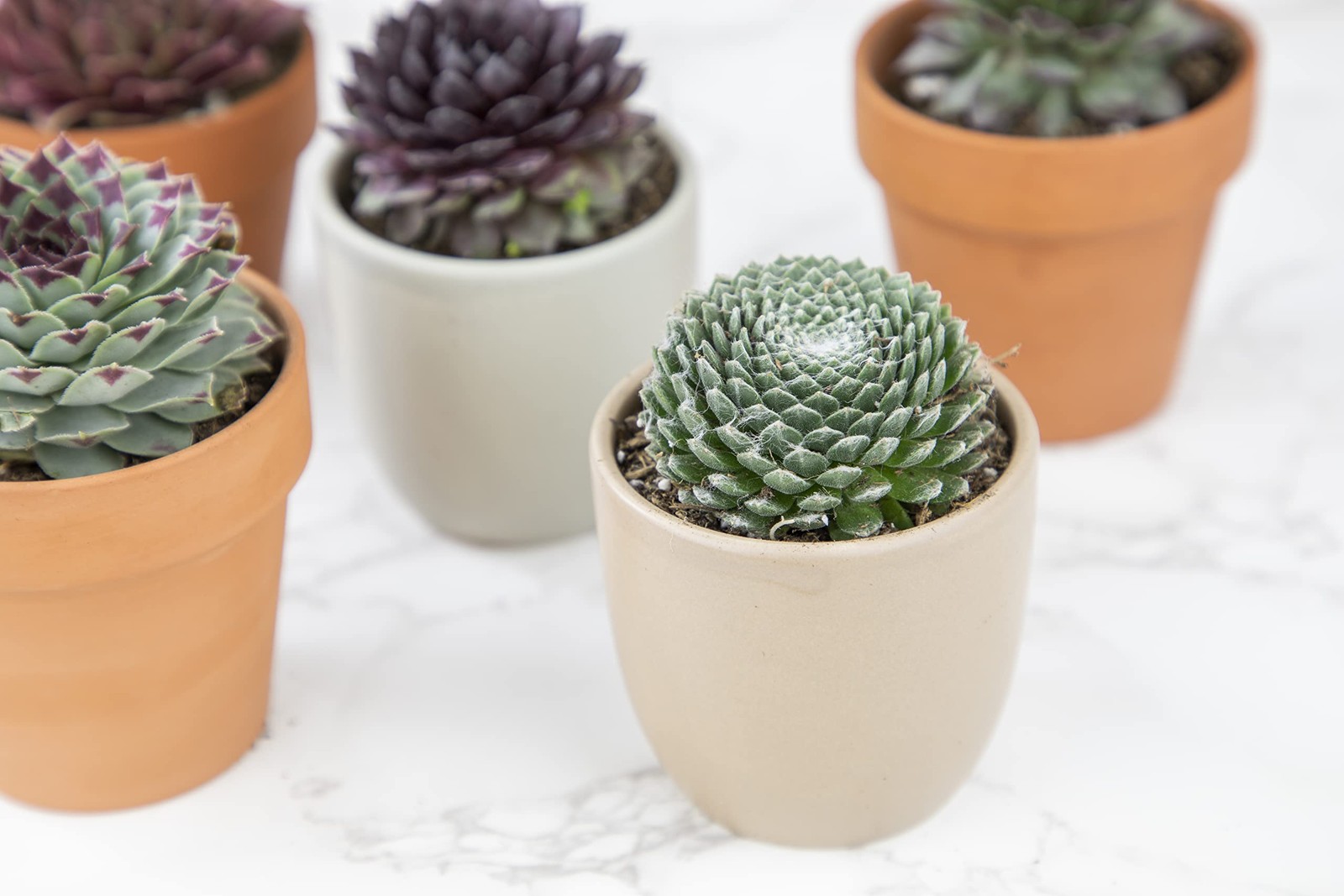 Plants For Pets Succulent 20 Sempervivum In Planter Pots Live Indoor Or Room